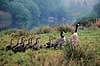 Canadag�s. Canadag�s, for�ldre + g�slinger ( Scan af KOL500 ) Branta canadensis, Anatidae Konga Sverige  fugle G�s, g�s, canadag�s, g�slinger