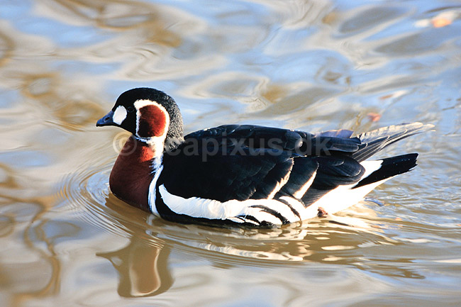R�dhalset g�s. R�dhalset g�s ( Scan af KOL6485 ); Branta ruficollis, Anatidae; K�benhavn ZOO; ; ; fugle; G�s, g�s