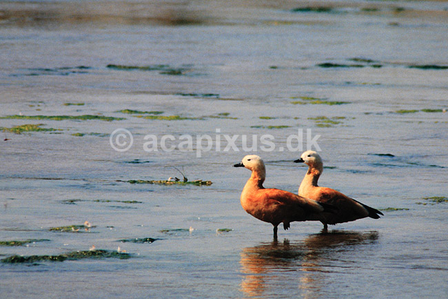 Rustand. Rustand ( Scan af KOL1106 ); Tadorna ferruginea, Anatidae; Chitwan NP; Nepal; Asien; fugle; And, �nder, andefugl, andefugle