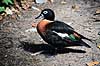 Australsk gravand. Australsk gravand ( Scan af KOL2541 ) Tadorna tadornoides, Anatidae Queensland Australien Australien fugle And, �nder, andefugl, andefugle