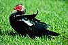 Moskusand. Moskusand ( Scan af KOL2193 ) Carina moschata, Anatidae Fort Lauderdale / Florida USA Nordamerika fugle And, �nder, andefugl, andefugle, moskus�nder