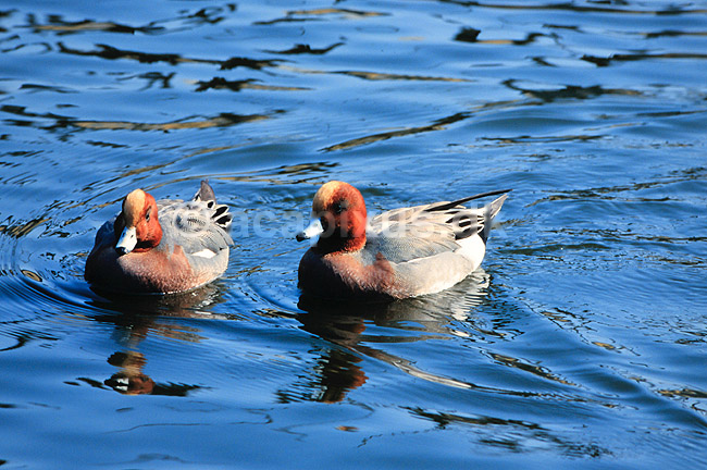 Pibeand. Pibeand ( Scan af KOL7070 ); Anas penelope, Anatidae; K�benhavn ZOO; ; ; fugle; And, �nder, andefugl, andefugle, pibe�nder