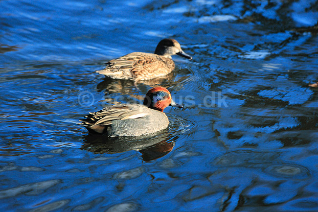 Krikand. Krikand, han & hun ( Scan af KOL6883 ); Anas crecca, Anatidae; K�benhavn ZOO; ; ; fugle; And, �nder, andefugl, andefugle, krik�nder