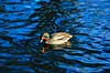 Krikand. Krikand ( Scan af KOL6501 ) Anas crecca, Anatidae K�benhavn ZOO   fugle And, �nder, andefugl, andefugle, krik�nder