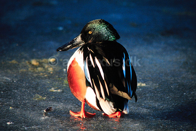 Skeand. Skeand ( Scan af KOL3702 ); Anas clypeata, Anatidae; K�benhavn ZOO; ; ; fugle; And, �nder, andefugl, andefugle, ske�nder