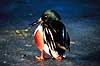 Skeand. Skeand ( Scan af KOL3702 ) Anas clypeata, Anatidae K�benhavn ZOO   fugle And, �nder, andefugl, andefugle, ske�nder