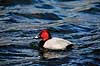 Taffeland. Taffeland ( Scan af KOL3705 ) Aythya ferina, Anatidae Utterslev Mose / Sj�lland   fugle And, �nder, andefugl, andefugle, taffel�nder
