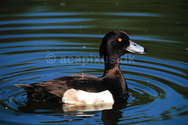 Troldand. Troldand ( Scan af KOL6242 ); Aythya fuligula, Anatidae; Utterslev Mose / Sj�lland; ; ; fugle; And, �nder, andefugl, andefugle, troldl�nder