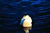 Ederfugl. Ederfugl ( Scan af KOL6490 ) Somateria mollissima, Anatidae K�benhavn ZOO   fugle And, �nder, andefugl, andefugle, edderfugle
