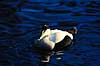 Ederfugl. Ederfugl ( Scan af KOL6488 ) Somateria mollissima, Anatidae K�benhavn ZOO   fugle And, �nder, andefugl, andefugle, edderfugle