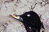 Fl�jlsand. D�d fl�jlsand ( Scan af KOL509 ) Melanitta fusca, Anatidae Hven Sverige  fugle And, �nder, andefugl, andefugle, fl�jls�nder