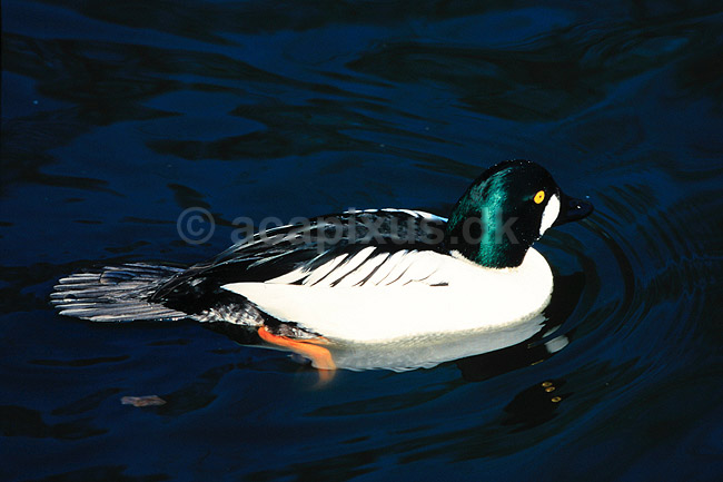 Hvinand. Hvinand ( Scan af KOL7062 ); Bucephala clangula, Anatidae; K�benhavn ZOO; ; ; fugle; And, �nder, andefugl, andefugle, hvin�nder