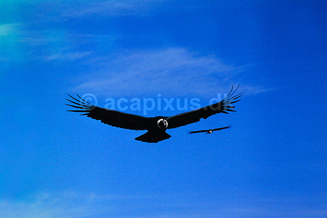 Andes kondor. Andeskondor ( Scan af KOL3715 ); Vultur gryphus, Cathartidae; Colca Canyon / Arequipa; Peru; Sydamerika; fugle; Kondorer