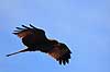 Sort glente. Sort glente i flugt ( Scan af KOL5861 ) Milvus migrans, Accipitridae Ngorongoro NP Tanzania Afrika fugle Glenter, rovfugl, rovfugle