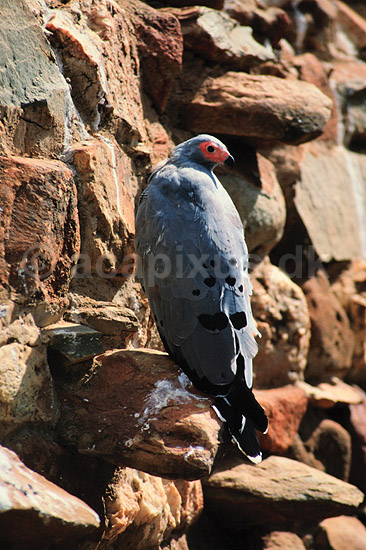 Gymnogene. Gymnogene ( Scan af KOL3315 ); Polyboroides typus, Accipitridae; Chipangali Wildlife Orphancy; Zimbabwe; Afrika; fugle; �rne, �rnefugle, rovfugl, rovfugle