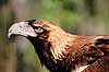 Kilehalet�rn. Kilehalet �rn ( Scan af KOL2551 ) Aquila audax, Accipitridae Territory Wildlife Park / Northern Territory Australien Australien fugle �rne, �rnefugle, rovfugl, rovfugle