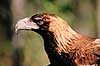 Kilehalet�rn. Kilehalet �rn ( Scan af KOL6905 ) Aquila audax, Accipitridae Territory Wildlife Park / Northern Territory Australien Australien fugle �rne, �rnefugle, rovfugl, rovfugle
