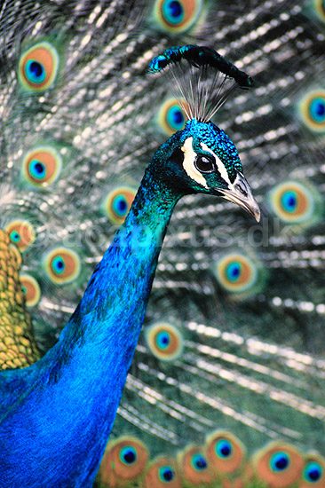 P�fugl. Indisk p�fugl ( Scan af KOL3319 ) ; Pavo cristatus, Phasianidae; Hwange Safari Lodge; Zimbabwe; Afrika; fugle; P�fugle