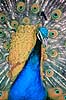 P�fugl. Indisk p�fugl ( Scan af KOL3318 )  Pavo cristatus, Phasianidae Hwange Safari Lodge Zimbabwe Afrika fugle P�fugle