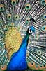 P�fugl. Indisk p�fugl ( Scan af KOL3317 )  Pavo cristatus, Phasianidae Hwange Safari Lodge Zimbabwe Afrika fugle P�fugle