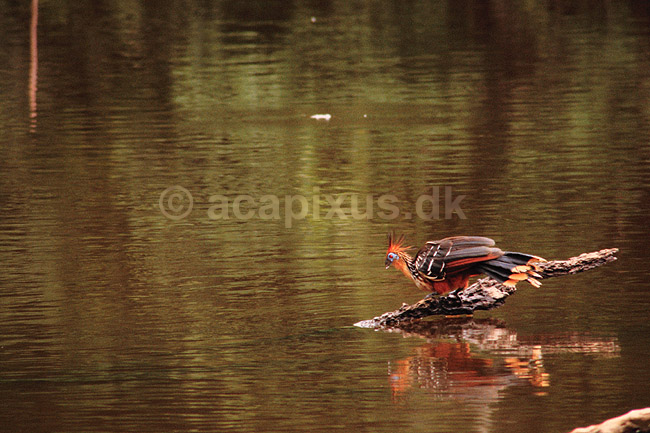 Hoatzin. Hoatzin ( Scan af KOL4901 ) ; Opisthocomus hoatzin, Ophisthocomidae; Yasuni NP / Amazonas; Equador; Sydamerika; fugle; Hoatziner, sig�jnerfugl, sig�jnerfugle