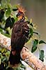 Hoatzin. Hoatzin ( Scan af KOL4904 )  Opisthocomus hoatzin, Ophisthocomidae Yasuni NP / Amazonas Equador Sydamerika fugle Hoatziner, sig�jnerfugl, sig�jnerfugle