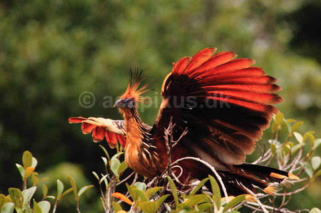 Hoatzin. Hoatzin ( Scan af KOL4908 ) ; Opisthocomus hoatzin, Ophisthocomidae; Yasuni NP / Amazonas; Equador; Sydamerika; fugle; Hoatziner, sig�jnerfugl, sig�jnerfugle