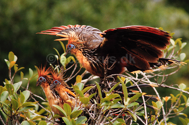 Hoatzin. Hoatzin ( Scan af KOL4907 ) ; Opisthocomus hoatzin, Ophisthocomidae; Yasuni NP / Amazonas; Equador; Sydamerika; fugle; Hoatziner, sig�jnerfugl, sig�jnerfugle