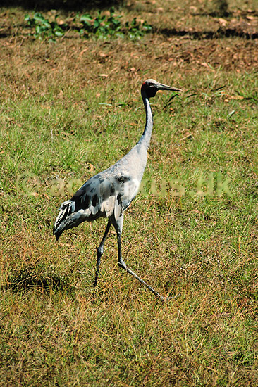 Brolgatrane. Brolgatrane ( Scan af KOL2556 ) ; Grus rubicundus, Gruidae; Territory Wildlife Park / Northern Territory; Australien; Australien; fugle; traner, trane, tranefugle