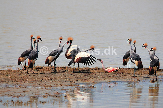 Krontrane. Sydlig krontrane unders�ger syg flamingo ( Scan af KOL5863 ) ; Balearica regulorum, Gruidae; Ngorongoro NP; Tanzania; Afrika; fugle; traner, trane, tranefugle, krontraner