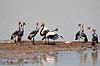 Krontrane. Sydlig krontrane unders�ger syg flamingo ( Scan af KOL5863 )  Balearica regulorum, Gruidae Ngorongoro NP Tanzania Afrika fugle traner, trane, tranefugle, krontraner
