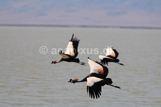 Krontrane. Sydlig krontrane i flugt ( Scan af KOL5864 ) ; Balearica regulorum, Gruidae; Ngorongoro NP; Tanzania; Afrika; fugle; traner, trane, tranefugle, krontraner