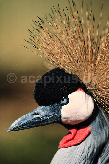 Krontrane. Sydlig krontrane ( Scan af KOL3321 ) ; Balearica regulorum, Gruidae; Chipangali Wildlife Orphancy; Zimbabwe; Afrika; fugle; traner, trane, tranefugle, krontraner