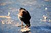R�rh�ne. Gr�nbenet r�rh�ne s�ger f�de indefrosset i isen ( Scan af KOL1585 )  Gallinula chloropus, Rallidae K�benhavn ZOO   fugle 