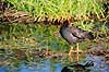 R�rh�ne. Gr�nbenet r�rh�ne ( Scan af KOL2206 )  Gallinula chloropus, Rallidae Eco Pond / Everglades NP / Florida USA Nordamerika fugle 