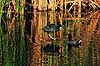 Blish�ne. Amerikansk Blish�ne ( Scan af KOL2210 )  Fulica americana, Rallidae Eco Pond / Everglades NP / Florida USA Nordamerika fugle Blish�ns