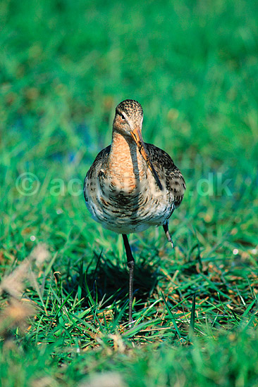 Stor Kobbersneppe. Stor Kobbersneppe ( Scan af KOL4010 ) ; Limosa limosa, Scolopacidae; Nyord strandenge / M�n; ; ; fugle; Sneppefugle