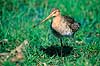 Stor Kobbersneppe. Stor Kobbersneppe ( Scan af KOL4009 )  Limosa limosa, Scolopacidae Nyord strandenge / M�n   fugle Sneppefugle