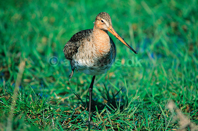 Stor Kobbersneppe. Stor Kobbersneppe ( Scan af KOL4008 ) ; Limosa limosa, Scolopacidae; Nyord strandenge / M�n; ; ; fugle; Sneppefugle
