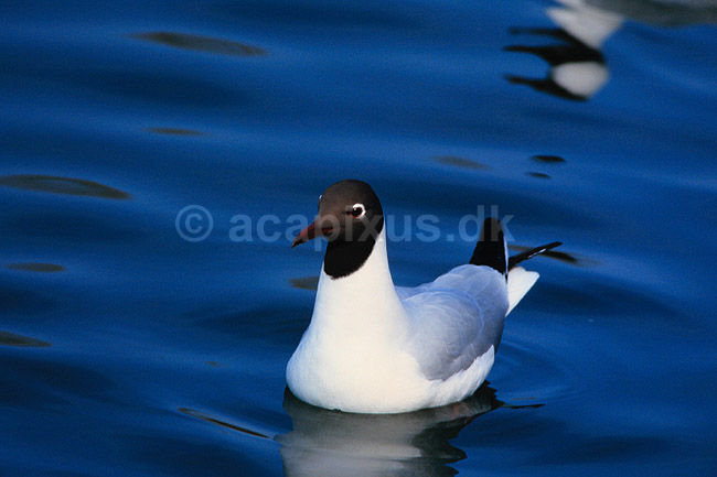 H�tte m�ge. H�ttem�ge ( Scan af KOL6894 ) ; Larus ridibundus, Laridae; Utterslev Mose / Sj�lland; ; ; fugle; M�gefugle, m�ger