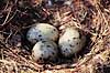 M�ge�g. M�ge�g i rede ( Scan af KOL582 )  Larus spec., Laridae Konga Sverige  fugle M�gefugle, m�ger