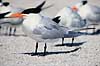 Konge terne. Kongeterne ( Scan af KOL2216 )  Sterna maxima, Laridae Sanibel Island / Florida USA Nordamerika fugle M�gefugle, terner