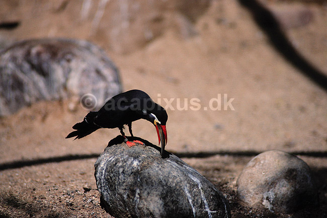 Inka terne. Inkaterne ( Scan af KOL1603 ) ; Larosterna inca, Laridae; K�benhavn ZOO; ; ; fugle; M�gefugle, terner