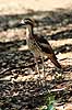 Bush Thick-knee. Bush Thick-knee ( Scan af KOL2559 )  Burhinus grallarius, Burhinidae Territory Wildlife Park / Northern Territory Australien Australien fugle Trieler, triel