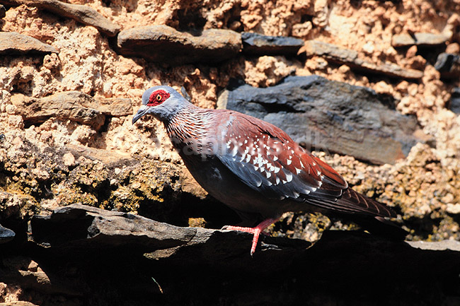 Plettet due. Plettet due ( Scan af KOL5868 ) ; Columba guinea, Columbidae; Gondar; Ethiopien; Afrika; fugle; Duefugle