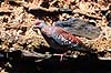 Plettet due. Plettet due ( Scan af KOL5868 )  Columba guinea, Columbidae Gondar Ethiopien Afrika fugle Duefugle