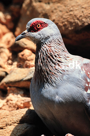 Plettet due. Plettet due ( Scan af KOL5869 ) ; Columba guinea, Columbidae; Gondar; Ethiopien; Afrika; fugle; Duefugle