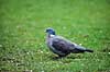 Ringdue. Ringdue ( Scan af KOL491 )  Columba palumbus, Columbidae �rhus   fugle Duefugle