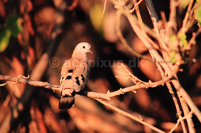 Gr�nplettetdue. Greenspotted dove ( Scan af KOL3327 ) ; Turtur chalcospilos, Columbidae; Moremi NP; Botswana; Afrika; fugle; Duefugle