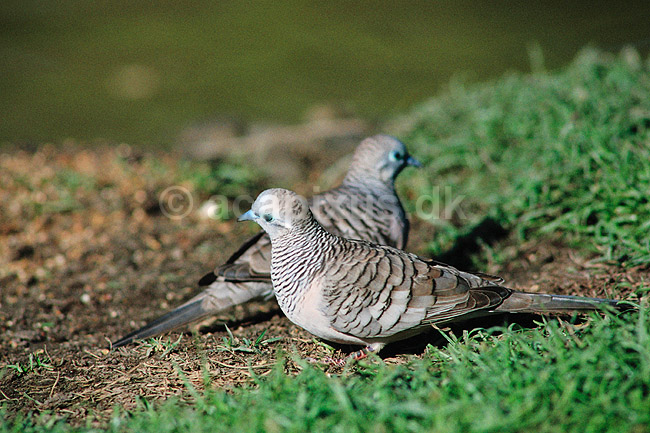 Peaceful Dove. Peaceful Dove ( Scan af KOL2568 ) ; Geopelia striata placida, Columbidae; Queensland; Australien; Australien; fugle; Duefugle